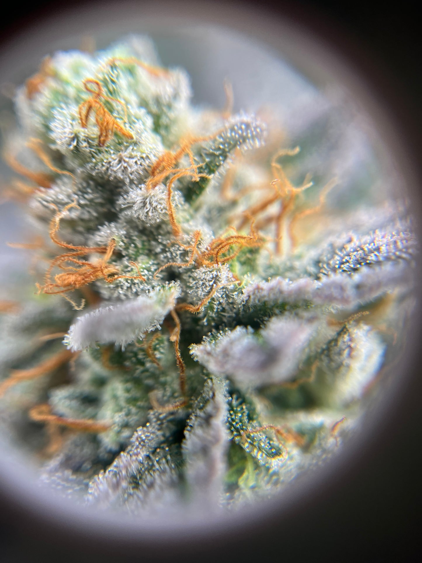 Grape Ape