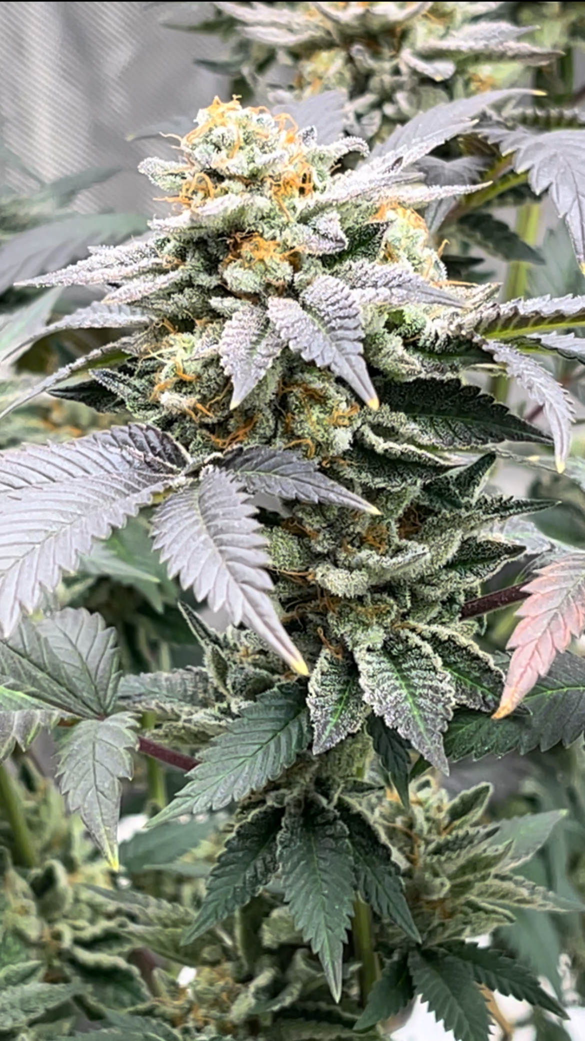 Grape Ape